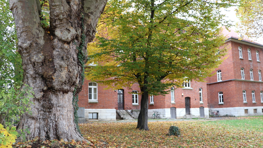 Backsteingebäude mit großen Bäumen davor